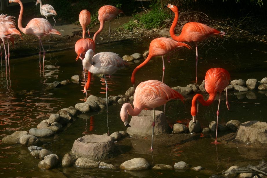 k-Zoo 267.jpg